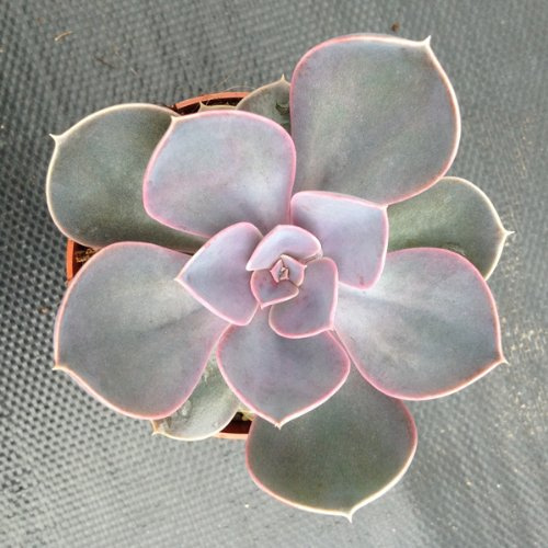 SUNNYPLANTS - Echeveria Perla de Nuremberg Esquejes, Suculentas Rosa, Esquejes Sin Raíces, 3-6 cm