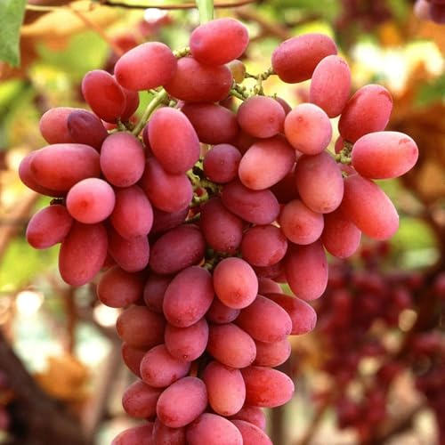 Vivai le Georgiche - Pianta vera di Uva da tavola rossa Crimson Seedless Vitis vinifera 'Crimson Seedless' - vaso Ø 12 cm - altezza alla vendita 20-30 cm