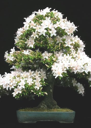 Tropica Bonsai roca de cereza (Prunus mahalep) - 30 semillas