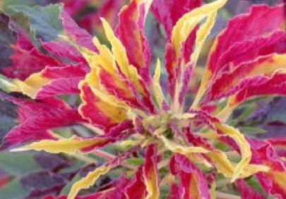 Stk - 175x Blatt Amaranth Fuchsschwanz Garten Pflanzen - Samen K342 - Seeds & Plants Shop by Ipsa