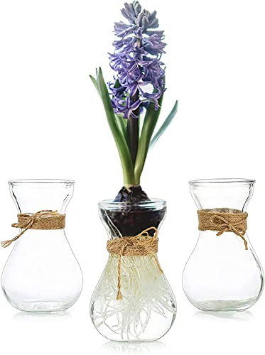 Hyacinth Bulb Vase Hyacinth Vase: Hewory 3pcs Small Vases for Table Decoration Centrepiece - Glass Bud Vases Propagation Station for Hyacinth Bulb Growing Flowers Gifts for Plant Lovers Home Decor