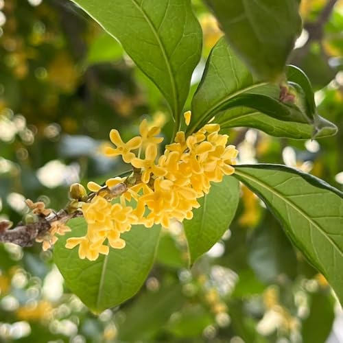 Osmanthus Fragrans - rampicanti giardino che amano l'ombra, decorazione balcone rialzato letto 3piante