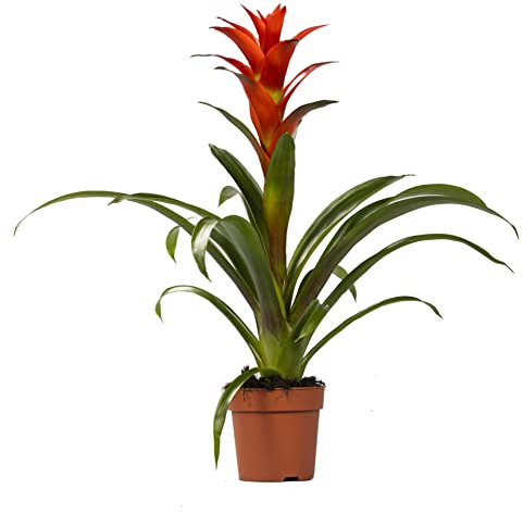 DECOALIVE Planta de Interior con Flores Rojas Guzmania Planta Natural,8435712004718