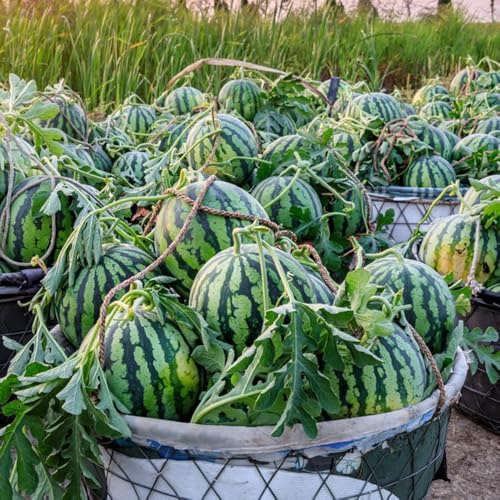 Wassermelone - pflanzensamen geschenk Melonen, Citrullus lanatus, balkonpflanzen winterhart gartengeschenke garten geschenk pflanzensamen 100Samen
