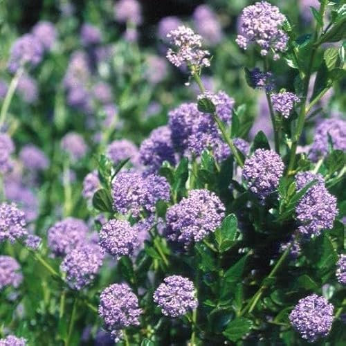 Plant Theory Autumnal Blue Californian Lilac Ceanothus Shrub Plant 2L Pot