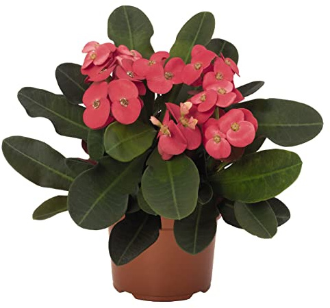 Cactus Espina Cristo Color Rojo PREMIUM Planta Natural Interior y Exterior