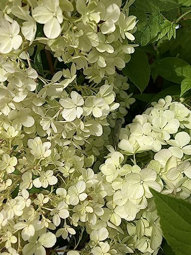 1 x Hydrangea 'Vanilla Fraise' (9 cm Dia Pot) Free UK Postage