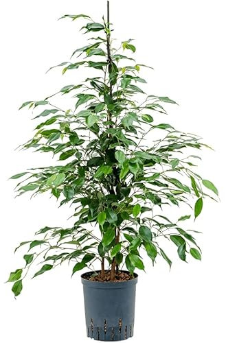 Ficus Benjamina Natural en Maceta de 17cm Elegancia y Frescura para tu Espacio Interior