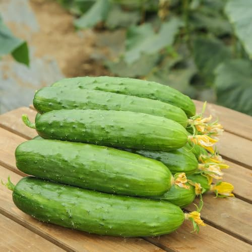 semillas de pepino al aire libre - cobertura del suelo resistentes camas elevadas orgánicas 55pcs