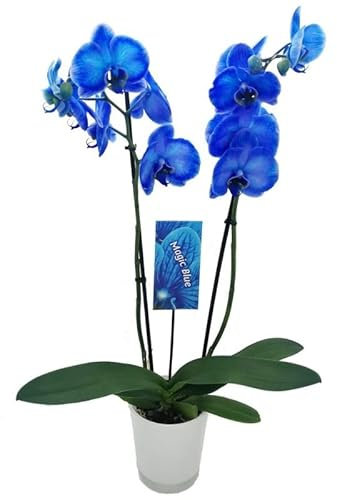 Orquídea Royal Blue | DECOALIVE | Flor Natural de Interior Color Azul | +60cm | Orquídea Azul Phalaenopsis