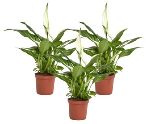 Planta Spathiphyllum - Lirio de la Paz natural en maceta de Ø7cm (PACK 3 UNIDADES)