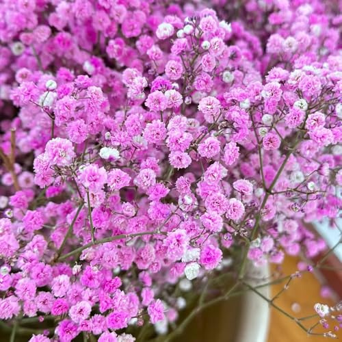 schleierkraut topfpflanze dachbegrünung mehrjährige stauden zimmerbonsai bonsai gartenkräuter frühlingsblumen gartensamen bodendecker winterhart mehrjährig wildblumen balkonblumen 100samen