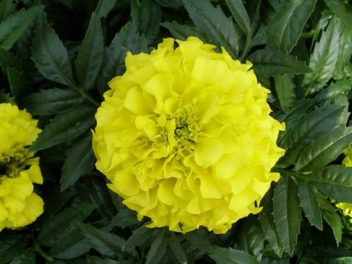 50 semi di calendula na Marigold Antigua calendula gialli Semi