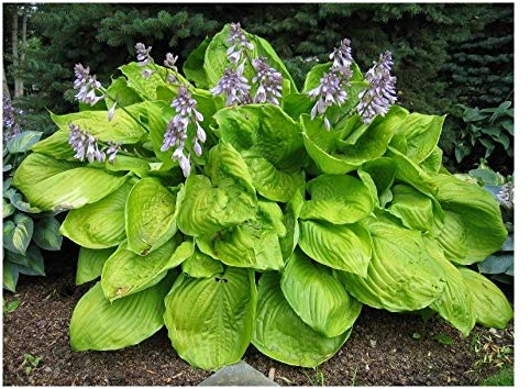 1 x Hosta x cultorum 'Sum and Substance' im 1 Liter Topf (Staude/Winterhart/Bodendecker/Mehrjährig) Großblättrige Funkie, Herzblatt-Lilie - Die Königin der Hostas - von Stauden Gänge