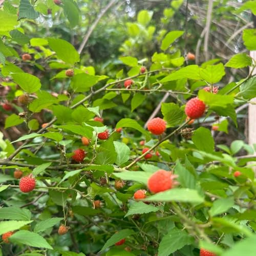 Semi di lampone biologici, rari Rubus idaeus, fresca le sono resistenti giardino di biologici, colonnari balcone 200pcs