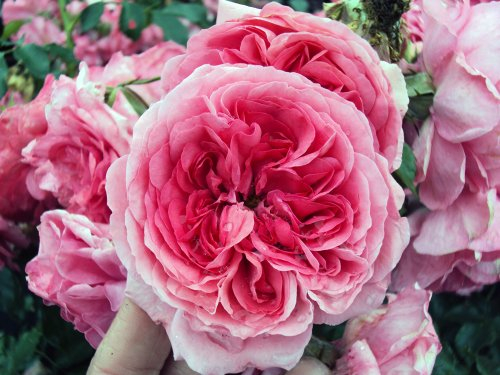 Kletter-Strauchrose Rosarium Uetersen ® Containerrosen im großen 7,5 Liter TopfL8