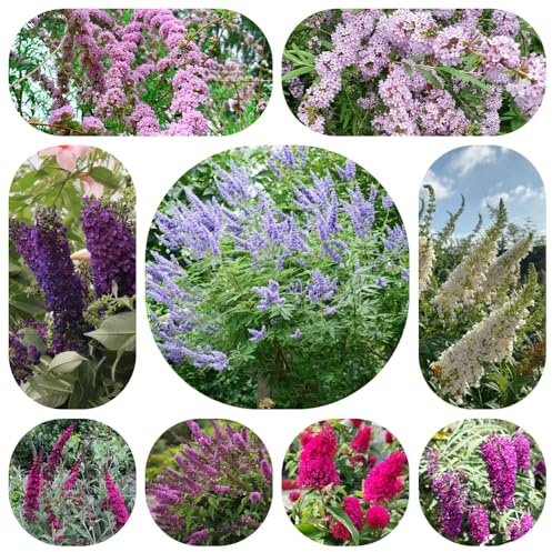 Semi di buddleja - resistenti in vaso decorazioni giardino per esterni resistenti varietà antiche interno decorazione del soggiorno giardino 350pcs