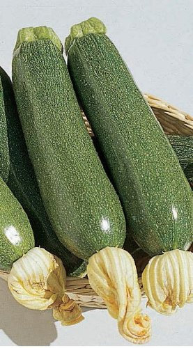 Just Seed - Vegetable - Courgette - Defender F1-8 Seeds