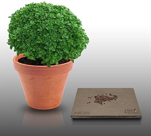 100 graines Aromatiques à semer - Le Grenier d'Abondance - BASILIC Grec - Ocimum basilicum