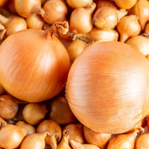 Winter Yellow Onion Sets Centurion 500g - Easy to Grow High Yield Autumn Planting Vegetable Bulbs Seeds for Overwintering