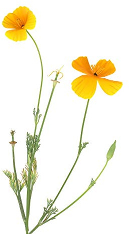 Kalifornische Mohn 500 Samen -Eschscholzia californica- Goldmohn, Kalifornischer Kappenmohn