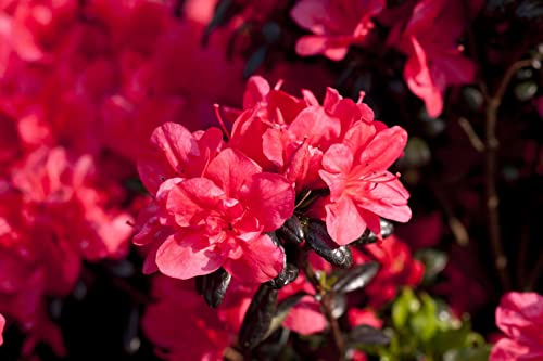 Rhododendron obtusum 'Maruschka' 15–20 cm – Winterhart, Immergrün, Mehrjährig – Japanische Azalee – Zierstrauch für Kübel & Beet