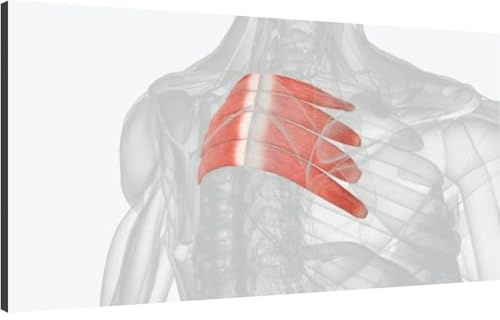 Canvas Wall Art for Living Room Bedroom The serratus posterior inferior is a muscle within the intermediate Big Large Wall Art Decor Framed Painting Wall Pictures Prints Artwork Office