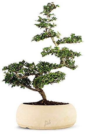 Bonsai di Zelkova Altezza 40 cm, Pianta Vera, per Interno ed Esterno, Vaso Artigianale di Terracotta- Bianco