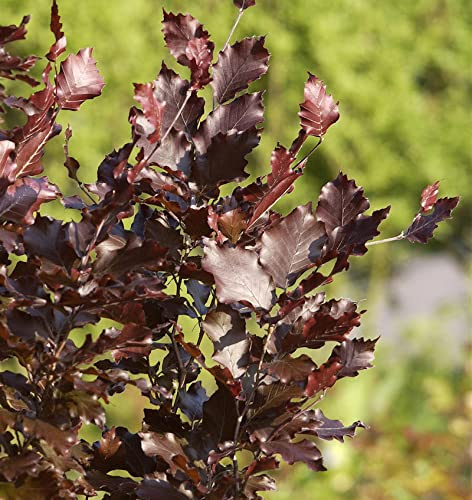 Säulen Blutbuche Dawyck Purple 100-125cm - Fagus sylvatica - lebende Gartenpflanze aus den Baumschulen