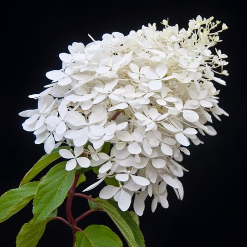 Hydrangea paniculata 'Phantom' – Large Flower Heads, Hardy Shrub with White to Pink Blooms, Ideal for Borders and Cutting - 2X 3.6 Litre Potted Plants by Thompson & Morgan