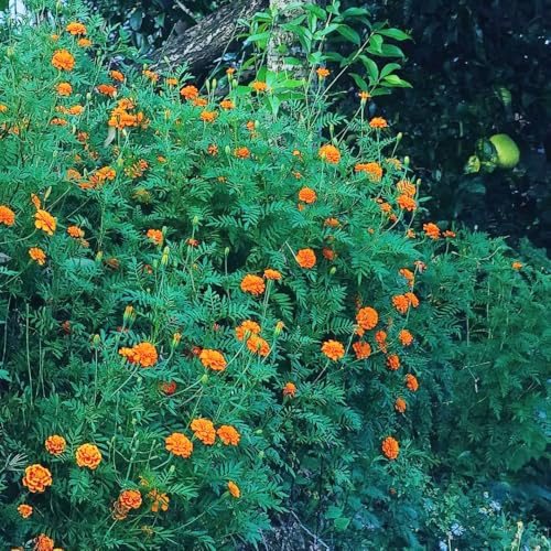 ringelblumensamen bio, Studentenblume,tagetes hochbeet mehrjährig winterhart deko balkonpflanzen 550pcs