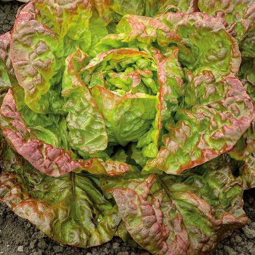 Eden Brothers Lettuce Seeds - Marvel of Four Seasons Non-GMO Seeds for Planting, Packet | Low-Maintenance Vegetable Seeds, Plant During Warm Season, Zones 2, 3, 4, 5, 6, 7, 8, 9, 10