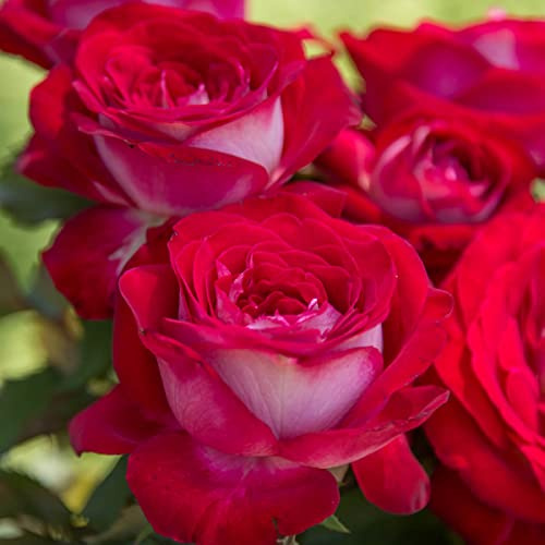 BRECK'S - Double Delight Dormant Bare Root Hybrid Tea Rose, Includes one Plant per Order