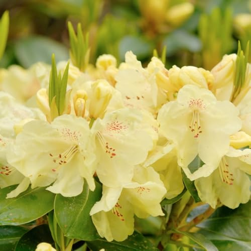 Rhododendron Yakush Hybrid Centennial Gold – Showy Primrose Yellow Flowers with Dark Green Foliage, Disease-Resistant, Compact Shrub, 1X 3 Litre Pot by Thompson and Morgan