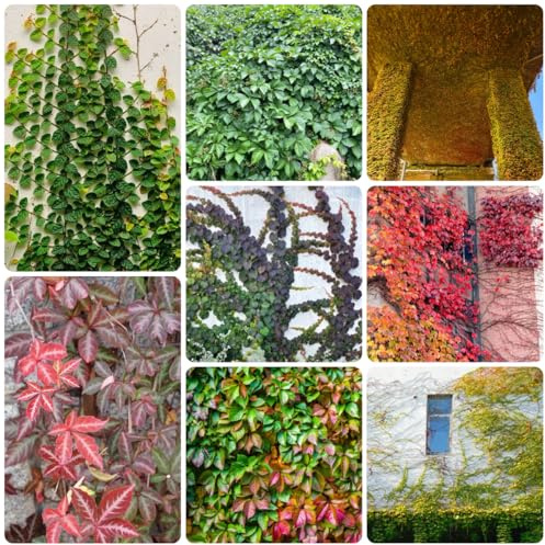 wilder wein, jungfernrebe - grünpflanzen zimmerpflanzen büropflanzen immergrüne seltene balkonpflanzen kräutergarten balkon herbstpflanzen winterhart blühend gartendeko für draußen 200samen