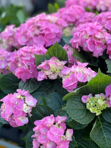 Gardenaria Ortensia Hydrangea Macrophylla 'Rosita' Pianta Acidofila da Esterno, Colore Rosa Intenso e Azzurro, 40/50 cm, Vaso 19