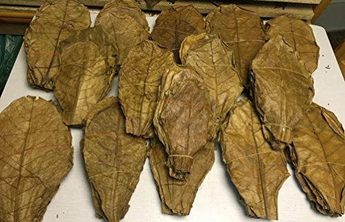garnelenshop24de Offre spéciale Feuilles de badamier/d'amandier-pays (Terminalia catappa) - 1 kg