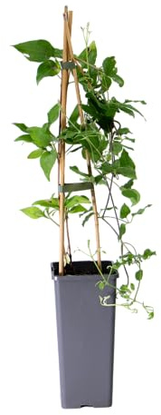 mgc24 Kletterpflanze Clematis Nelly Moser Waldrebe im 2l-Container 1 Pflanze