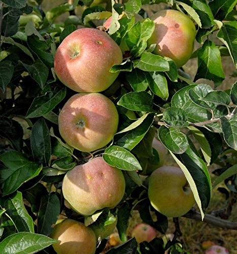 Apfelbaum Ontario 60-80cm - ein Lagerapfel - lebende Gartenpflanze aus den Baumschulen