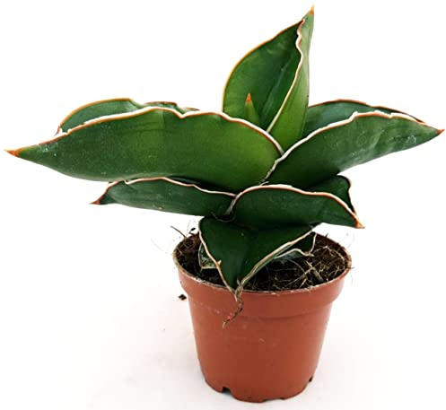 POWERS TO FLOWERS - SANSEVERIA SAMURAI MINI, IDEALE PER TERRARIUM, pianta vera