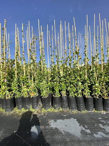 Pianta di Gelsomino rincospermo o falso gelsomino in fitocella, altezza 60/80 Cm - Arbusto rampicante