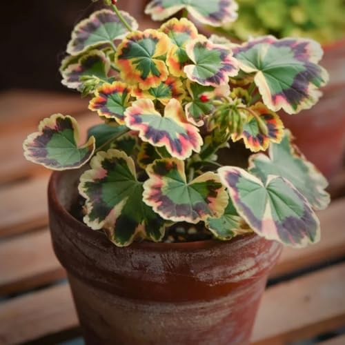 geranio - pelargonio resistentes en exteriores de interior aire 700semillas