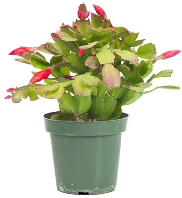 Cactus de Acción de Gracias Vivo Planta Natural con Flores de Colores Vivos
