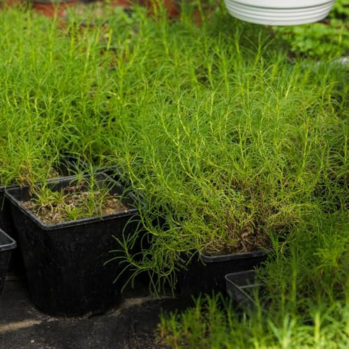 semi di dragoncello biologici - giardino sul balcone, tradizionali di perenni 100pcs