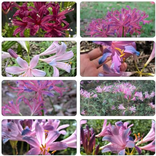 giglio ragno - Lycoris Radiata di bonsái di interni bulbi resistenti primavera giardino del balcone perenni resistenti giardino massiccio 3pcs