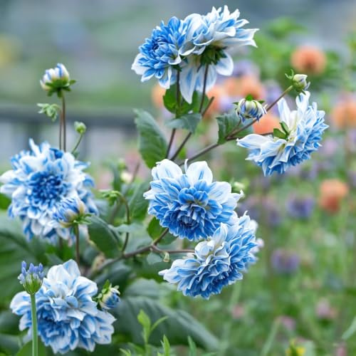 tuberi di dalia resistenti giardino e balcone decorazione rizoma per 2pcs