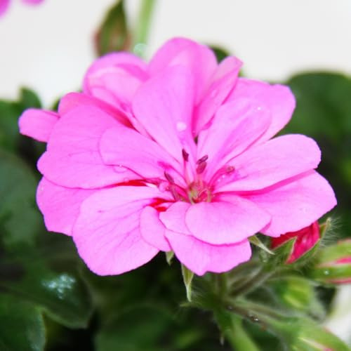 Geranien hängend - Pelargonium peltatum - 12cm Topf - Set mit 3 Pflanzen - helles violett