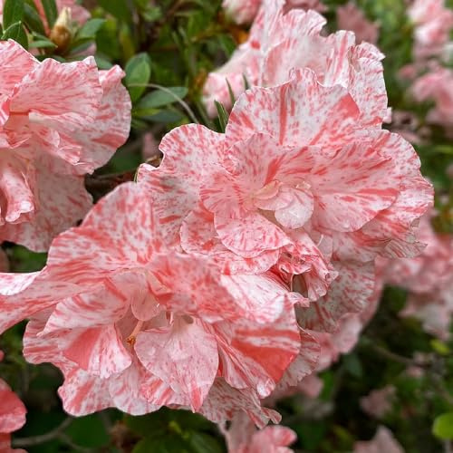 rododendro giardino esterni 125semi