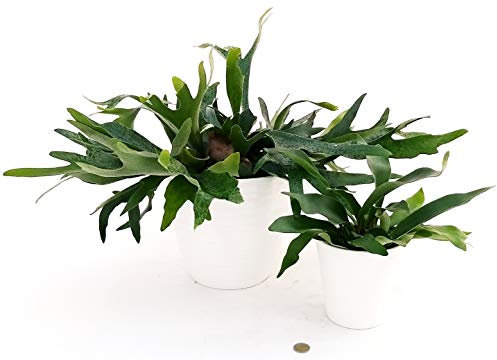 POWERS TO FLOWERS - PLATYCERIUM ALCICORNE IN VASO CERAMICA BIANCO DOUBLE, piante vere