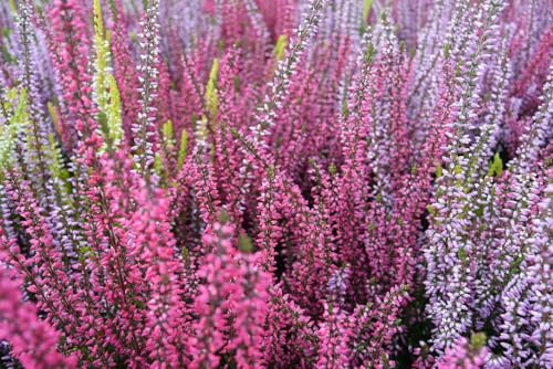 Calluna vulgaris, Besenheide/Heidekraut MIschung